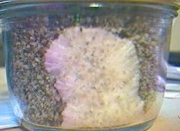 Mycelium growing on a brown rice and vermiculite substrate.