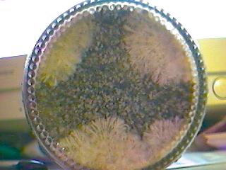 The bottom of a colonizing jar.