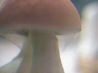 A close up view of a cap that has just opened up.